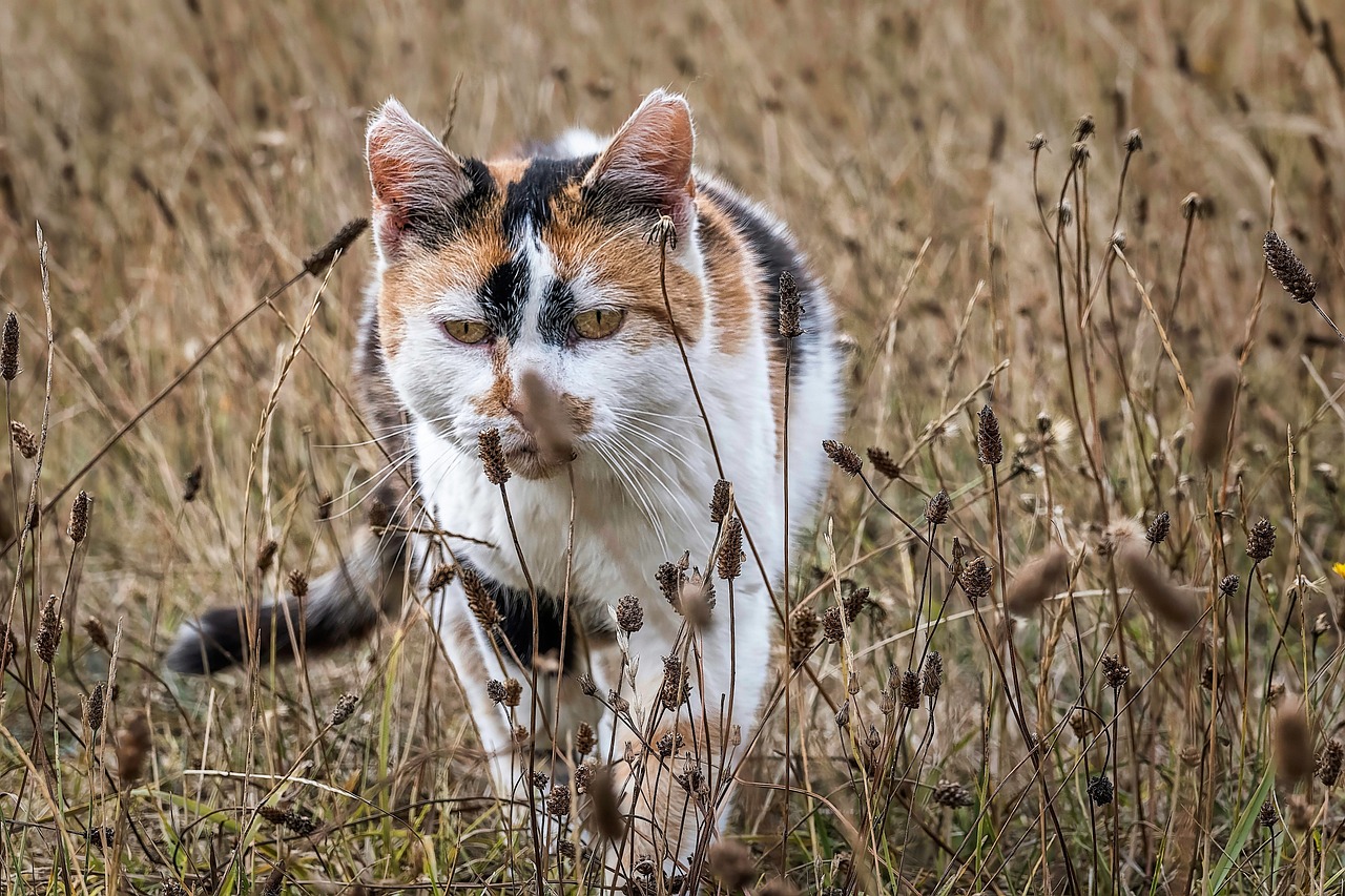 How to Help Your Pet Adjust to a New Feeding Schedule